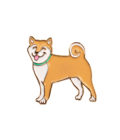 Pin's shiba Inu de la marque Coucou Suzette