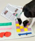 Chien Boston terrier jouant avec le jouet Newspaper Nosework de la marque The Furry Folks.
