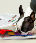 Chien Boston terrier jouant avec le jouet Newspaper Nosework de la marque The Furry Folks.