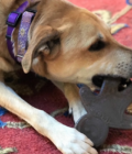 Chien entrain de jouer avec le jouet à mâcher brun Gingerbread en nylon de la marque Soda Pup.