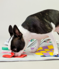 Chien Boston terrier jouant avec le jouet Newspaper Nosework de la marque The Furry Folks.
