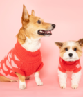 Photo de deux chiens portant le pull Hug Me de la marque The Furry Folks. Pull rouge, avec des coeurs roses. Vue de face.