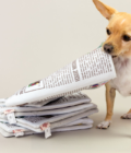 Chien jouant avec le jouet Newspaper Nosework de la marque The Furry Folks.