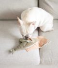Chien jouant avec le jouet pour chien Poisson volant de la marque Lambwolf Collective.