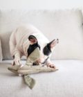 Chien jouant avec le jouet pour chien Poisson volant de la marque Lambwolf Collective.