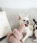 Deux chiens jouant avec le jouet pour chien surdimensionnés O Nou couleur mauve de la marque Lambwolf Collective.