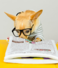 Chien portant des lunettes jouant avec le jouet Newspaper Nosework de la marque The Furry Folks.