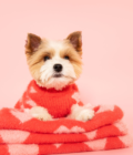 Photo d'un chien portant le pull Hug Me de la marque The Furry Folks. Pull rouge, avec des coeurs roses. Vue de face.