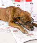 Chien portant des lunettes jouant avec le jouet Newspaper Nosework de la marque The Furry Folks.