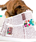 Chien jouant avec le jouet Newspaper Nosework de la marque The Furry Folks.
