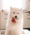 Chien jouant avec le champignon rouge et beige de la marque Lambwolf Collective.