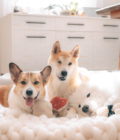 Trois chiens jouant avec le jouet champignon rouge et beige de la marque Lambwolf Collective.