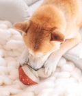 Chien jouant avec le champignon rouge et beige de la marque Lambwolf Collective.