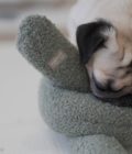 Chien jouant avec le jouet surdimensionnés O Nou couleur sauge de la marque Lambwolf Collective.