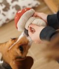 Chien intéressé par le jouet champignon rouge et beige de la marque Lambwolf Collective.