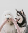 Deux chiens jouant avec le jouet pour chien surdimensionnés O Nou couleur mauve de la marque Lambwolf Collective.