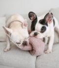 Deux chiens jouant le jouet pour chien surdimensionnés O Nou couleur mauve de la marque Lambwolf Collective.