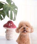 Chien regardant le jouet champignon rouge et beige de la marque Lambwolf Collective.