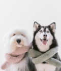 Deux chien avec les jouets surdimensionnés O Nou de la marque Lambwolf Collective autour de leur cou.