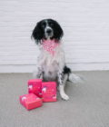 Jeu de cartes pour vous et votre chien de la marque Babelle For Dogs