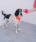 Le distributeur de friandises, jouet à lécher pour chien de la marque Babelle For Dogs