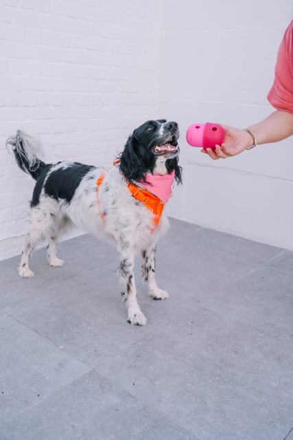 Le distributeur de friandises, jouet à lécher pour chien de la marque Babelle For Dogs