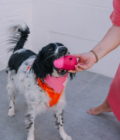 Le distributeur de friandises, jouet à lécher pour chien de la marque Babelle For Dogs