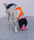 Le distributeur de friandises, jouet à lécher pour chien de la marque Babelle For Dogs