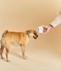 Jouet pour chien qui couine en forme de crâne bleu pastel, de la marque Barc London
