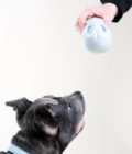 Jouet pour chien qui couine en forme de crâne bleu pastel, de la marque Barc London