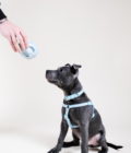 Jouet pour chien qui couine en forme de crâne bleu pastel, de la marque Barc London