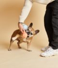 Jouet pour chien qui couine en forme de crâne bleu pastel, de la marque Barc London