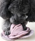 Jouet pour chien cabbage pop, de la marque LAMBOLF COLLECTIVE