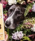 Friandises naturelles pour chien, de la marque Cooka's Cookies