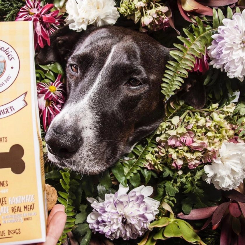 Friandises naturelles pour chien, de la marque Cooka's Cookies