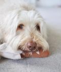 Jouet pour chien en forme de mini-baguette, de la marque LAMBWOLF COLLECTIVE