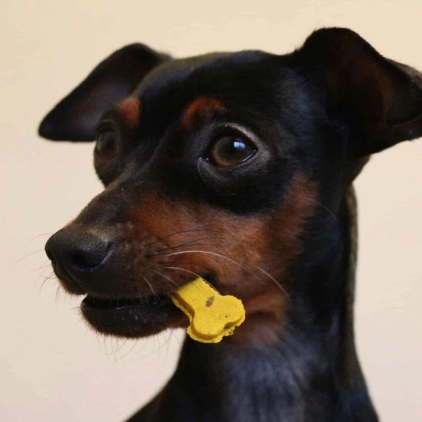 Friandises naturelles pour chiens contenant des superaliments, de la marque Cooka's Cookies