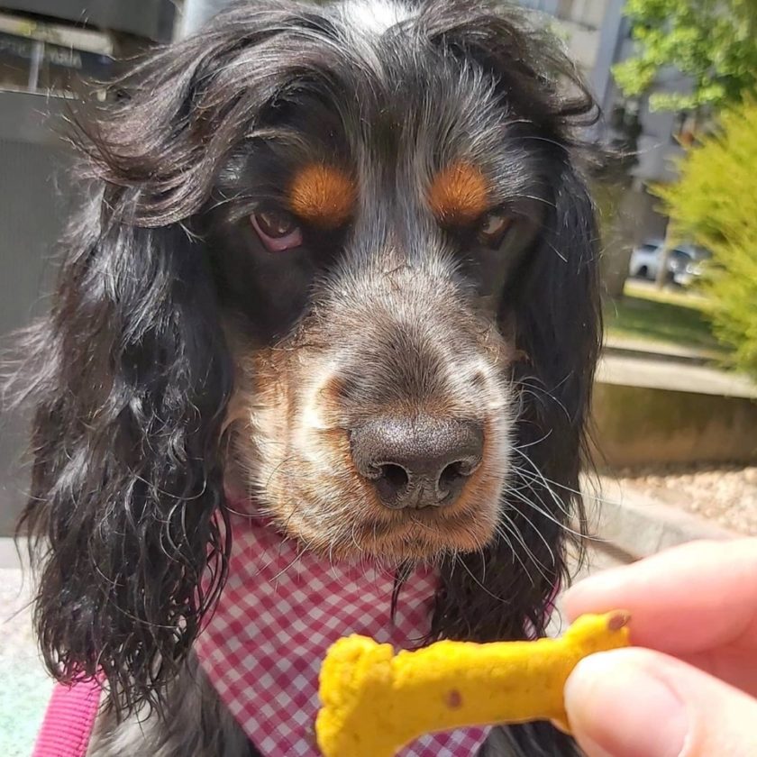 Friandises naturelles pour chiens contenant des superaliments, de la marque Cooka's Cookies