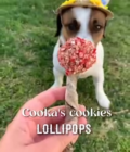 Friandises en forme de sucette our chien, de la marque Cooka's Cookies