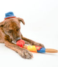 Jouet pour chien en forme de surfeur, de la marque The Furryfolks