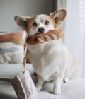 Jouet pour chien en forme de mini-baguette, de la marque LAMBWOLF COLLECTIVE