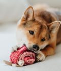 Jouet d'enrichissement pour chien Lollipop, de la marque LAMBWOLF COLLECTIVE