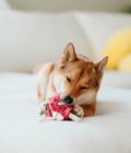 Jouet d'enrichissement pour chien Lollipop, de la marque LAMBWOLF COLLECTIVE
