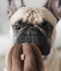 Jouet d'enrichissement pour chien en forme de canelé, de la marque LAMBWOLF COLLECTIVE