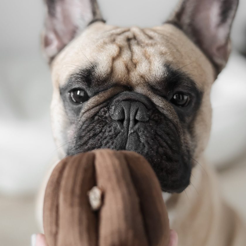 Jouet d'enrichissement pour chien en forme de canelé, de la marque LAMBWOLF COLLECTIVE