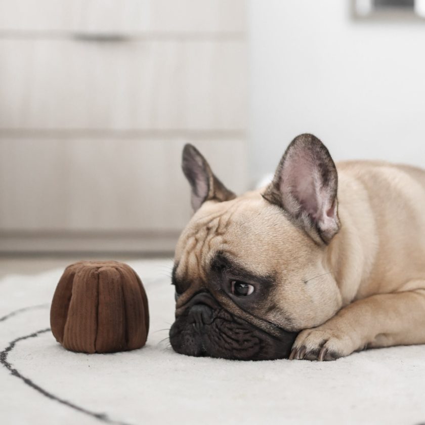 Jouet d'enrichissement pour chien en forme de canelé, de la marque LAMBWOLF COLLECTIVE