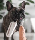 Jouet pour chien en forme de mini-baguette, de la marque LAMBWOLF COLLECTIVE